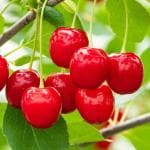 Cloud Farm Hybrid Sweet Red Cherry Fruit Plant - 200 mm CF_A67