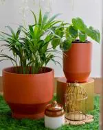 THE HANDICRAFTIAN TULIP PLANTER SET