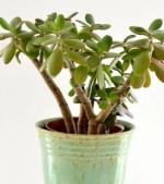 Cloud Farm Jade Healthy Plant for Indoor Decoration [CF521]