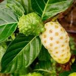 NooElec Seeds India 50+ Seeds- Noni Fruit / Indian Mulberry Seeds For Planting (Morinda Citrifolia)