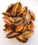 Green India Terminalia Arjuna, Arjun Tree, Shade Tree Seeds Marudha Maram Or Neer Maruthu seed_20 gm