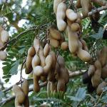 Cloud Farm Hybrid Tamarind Plant - 200 mm CF_O42