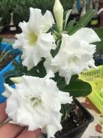 Cloud Farm Hybrid Double white Adenium Plant- 200 mm CF_O207