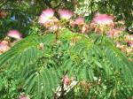 Plantzoin Silk tree Kala siris Albizia chinensis Ghoralanji Live Plant