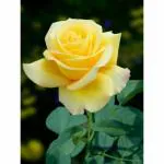 Cloud Farm Rare Grafted Dark