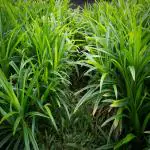 Kapebonavista Max Agro Biryani Leaves Rampe-Pandanus Amaryllifolius Live Plant