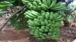 Corofitam Banana Plant Grand Naine G9 Variety Fruit Plant