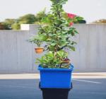 P S ENTERPRISES Watering Pots For Plants 13 Inches Planter Pots For Indoor Plants Container Gardening Pots For Home office Home-a26