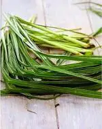 Platone Tea PlantCha Patta PlantChai Patti live Plant