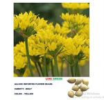 Plantogallery Moly Allium Flower Bulb (Pack Of 5) (Yellow) | Outdoor Decor| Lawn and Garden| Garden| | Home Accessory| Home Decors| Lawn Accessory| Garending Accessory| Moly Allium Flower Bulb|
