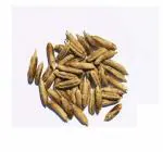 Green India Rare Phoenix Dactylifera Date Pam Seeds for Growing / Khajur seed_25 gm
