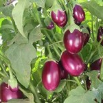 JIGNISHA SEEDS Brinjal Gulabi F1 Hybrid Round - Vegetable Seeds - Pack Of 50
