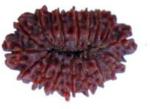 Feeltouchmart Brown Wood 18 Mukhi Nepal Rudraksha Beads Hgj00-1001-2887