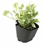 EARATAGROPOTS with Nature Dhavesai Vertical Garden Wall Hanging Pot, 50 Pcs, (Black)
