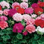 PARYAVARAAN Geranium Flower Seeds For Winter Season pack of 10 seeds