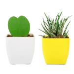 PHULWA Zebra Haworthia Plant With Yellow Square Pot And Hoya Heart Live Plant With White Square Pot (Set Of 2)