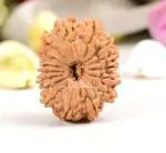 Feel Touch Mart 16 Mukhi Rudraksha Original Certiified Real Nepal Bead Blessed by Lord Shiva