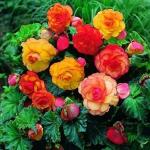 PARYAVARAAN Begonia Flower Seeds Bulbs For Home Gardening pack of 1 Bulbs