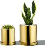 Garden Art Gold Round Planter with Cactus Succulent Home Office Decor Ceramic Flower Pots (10 cm) pack of 2