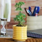 Ugaoo Churi Ceramic Pot (Yellow)