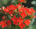 Plantzoin Kalanchoe Flaming katy Kalanchoe blossfeldiana Live Plant