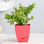 FlowerAura Decorative Foliage Jade Live Indoor Plant With Plastic Pot Vase For Living Room, Balcony, Table Corner, Office/Home Decoration