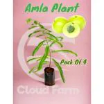 Cloud Farm Amla Tree Goose-Berry Amalaki Plant Grafted Original Vareity, Pack Of 4 SCF_10