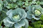 XOLDA Cabbage Seed (26 per packet)