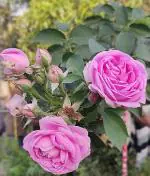 Earth Angels Rose PlantGulab PlantLive Pink Desi Rose Plant for Outdoor Gardening