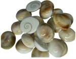 Shivoham Gomati Chakra Marble Yantra (Pack of 11)
