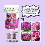 Farmgokart | CINERARIA-DWARF, PHLOX-TWINKLE DWARF , DIANTHUS-BABY DOLL, MESEMBRYANTHEMUM SEEDS| Pack of 4 Winter Season Flower Seeds | (FC-36)