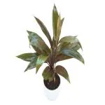JESAA GREENS Filadendron Cordiline Live Plant with White Pot Indoor Outdoor Plant