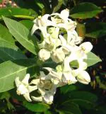 Plantzoin Crown flower Safed aak Calotropis gigantean Arakha(White) Live Plant