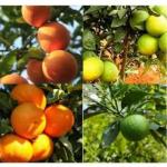 Cloud Farm Healthy Darjeeling Orange Healthy Plant Healthy Grafted Hybrid Plant Pack of 1 CF_1413