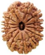 Feeltouchmart Brown Wood 13 Mukhi Nepal Rudraksha Hgj00-1001-2607