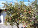 Baishnab Pomegranate PlantBedana Plantpp11