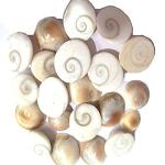 Xetomos Gomti Chakra 250 Piece for Laxmi Pujan Diwali