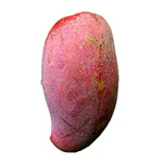 Exotica Orchids Thai Red Emperor Mango Plant- Grafted