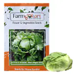 FARMGOKART |10 Gms LETTUCE ICE BERG Seeds | for Home Gardening, Farming, Hydroponics & Poly Houses|