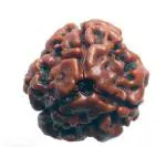Feel Touch Mart 3 Mukhi Three Face Rudraksha Nepal Beads Teen Mukhi Rudraksha by Lab Certified