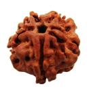Feel Touch Mart Ek Mukhi Rudraksha Original Certified Gol Dana Natural One Face Round Rudraksha Pendnat & Thread Pure Gol Dana Rudraksha For Pooja & Wearing