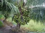 Baishnab Coconut PlantNarkel PlantGardens Rare Coconut Live Plant- Dwarf Coconut