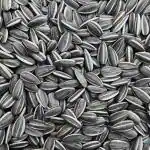 Pets Empire Sunflower Seed Bird Food for Parrots, Conures, Lovebirds, Cockatiels, African Grey, Macaws, Cockatoo, Parakeets (5 Kg)