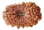 Feeltouchmart Brown Wood 18 Mukhi Nepal Rudraksha Beads Hgj00-1001-2893