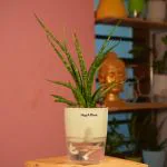 Hug A Plant Mikado Snake Plant(Small)- Live Plant (With Self-Watering Pot & Plant) (Color: Cream Stone)