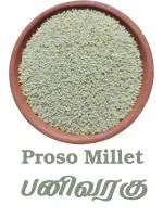 Innum Konjam Panivaragu - 5KG ( Proso Millet| Barri| Varigulu| Baragu| Kadaikanni)