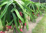 Cloud Farm Pink Dragon Fruit Healthy Plant[CF054]