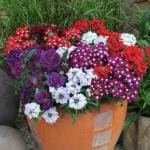 PARYAVARAAN Verbena Flower Seeds Multicolor Winter Season Suitable For Home Gardening (50 Seeds Pack)