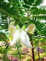 Plantzoin Agati Gaach-munga Sesbania grandiflora Agasti Live Plant