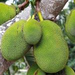 Cloud Farm Hybrid Jackfruit Plant - 200 mm CF03111